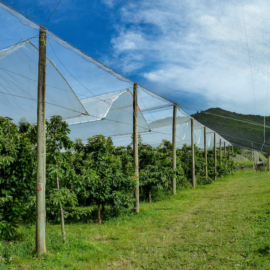 Integrated cherry orchard protection system featuring white bird exclusion netting and rain covers over the crop rows, transitioning to heavy-duty black netting over the headlands. The design accommodates tractor turning circles maintaining a pest-exclusion environment.