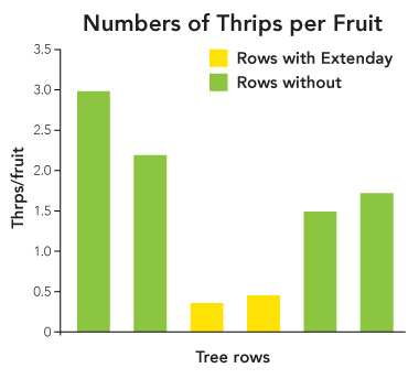 Comparison bar graph showing a increase in Thrips in tree rows not using Extenday reflective ground cover
