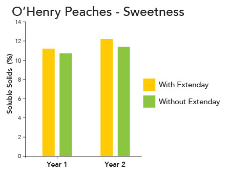 Comparison bar graph showing peaches grown with Extenday were sweeter than those with out despite the higher fruit numbers