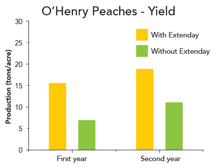 Comparison bar graph showing using Extenday reflective covers increased peach yield over a two year trial