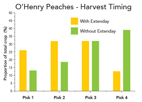 Comparison bar graph showing a more peaches grown with Extenday were harvested on the first two picks